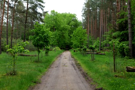Avenue Mahlendorf Warthe 2021-05-29 07