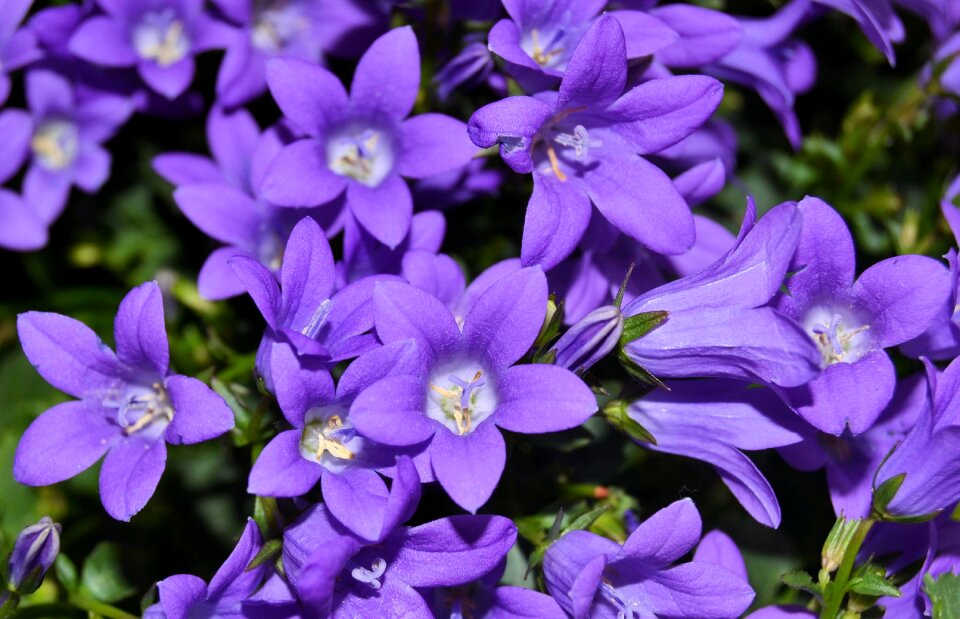 Purple nature plant