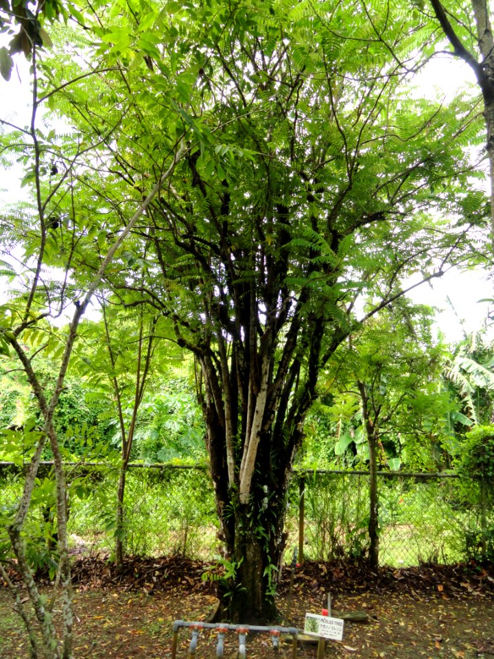Averrhoa bilimbi - Sankyo Garden - DSC01244
