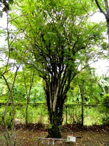 Averrhoa bilimbi - Sankyo Garden - DSC01244
