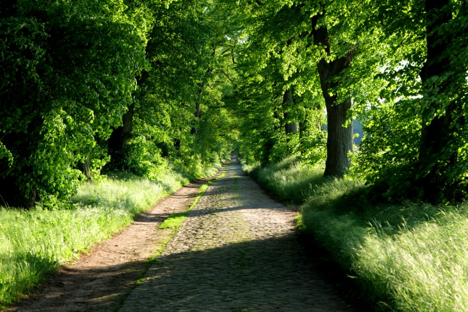 Avenue Ringenwalde 2021-05-29 08