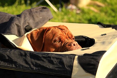 Dog mastiffs french