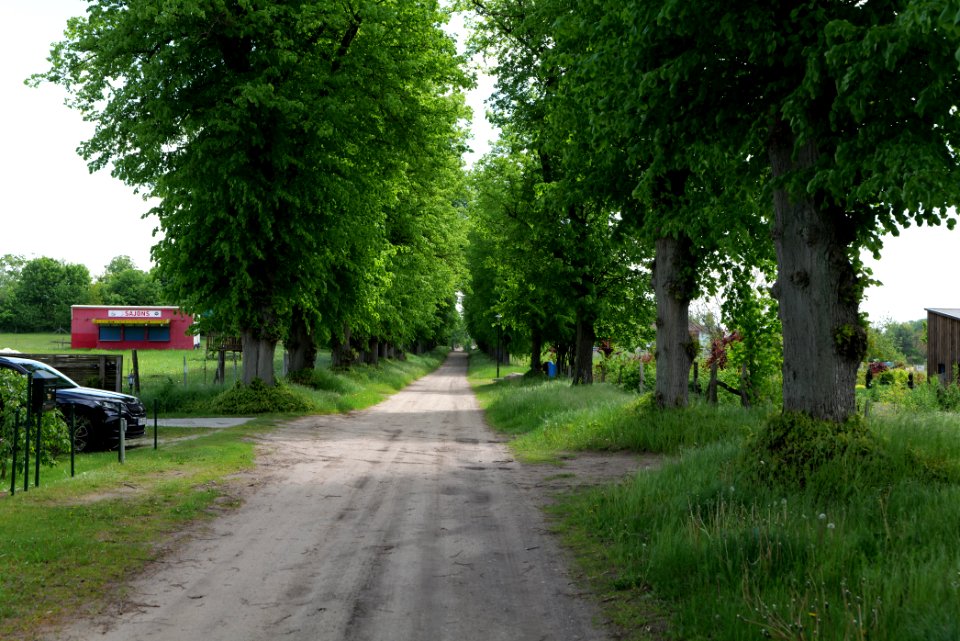 Avenue in Annenwalde 2021-05-29 02