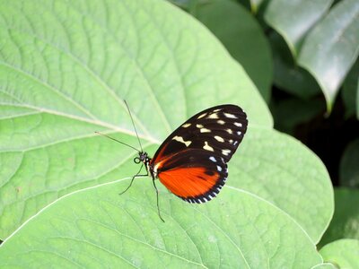 Butterfly insect nature photo