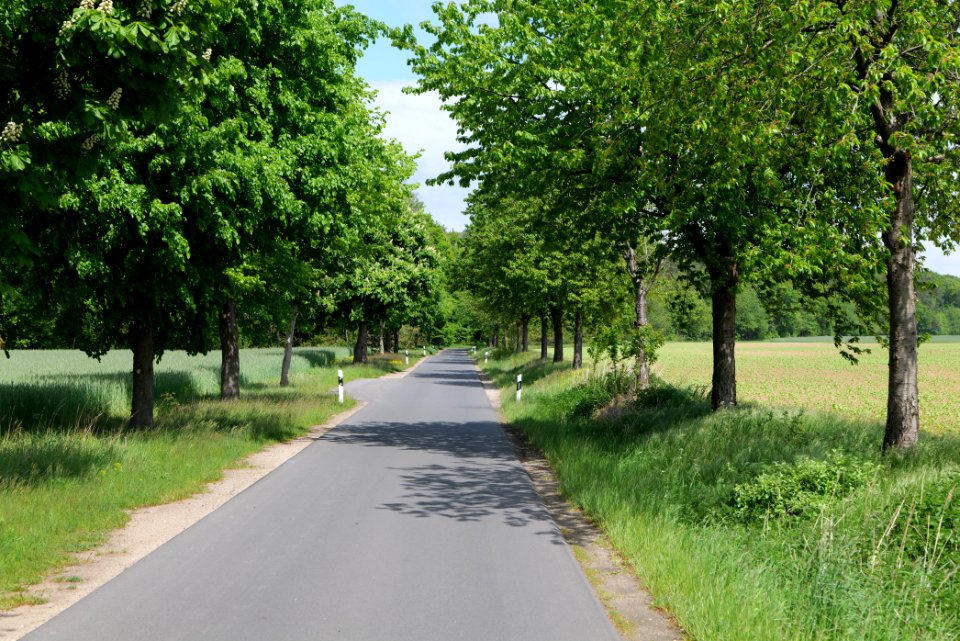 Avenue in Gandenitz 2021-05-29 06