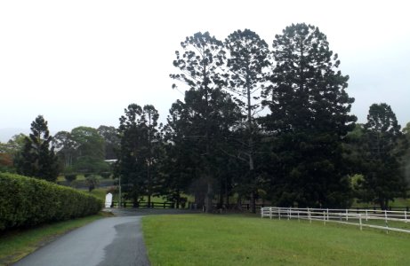 Avenue of Commemorative Trees, Advancetown, Queensland photo