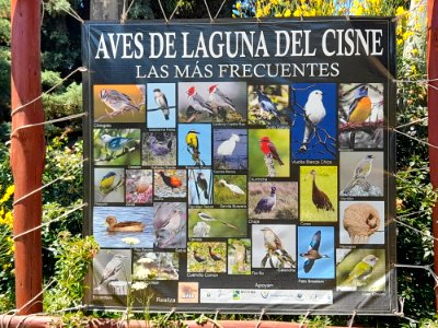 Aves de Laguna del Cisne, frecuentes