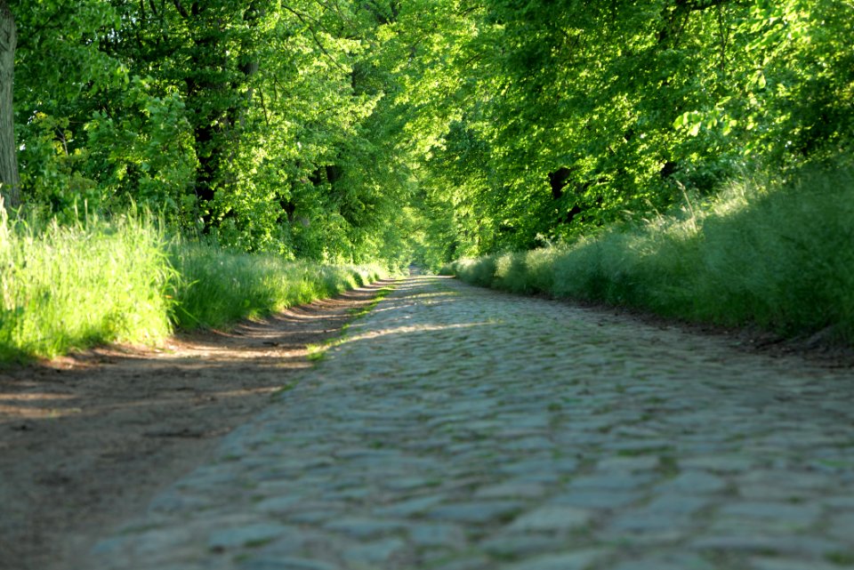 Avenue Ringenwalde 2021-05-29 02
