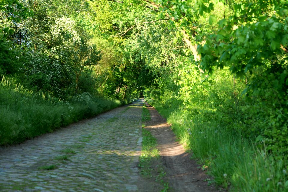Avenue Ringenwalde 2021-05-29 16