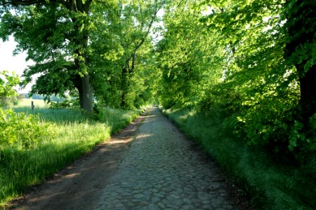 Avenue Ringenwalde 2021-05-29 11