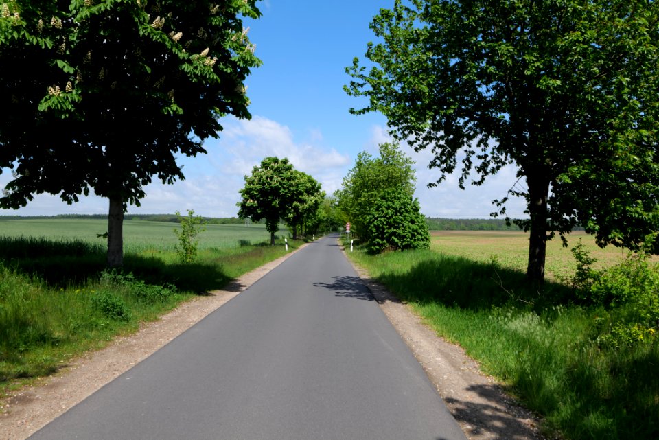 Avenue in Gandenitz 2021-05-29 02
