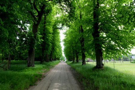 Avenue in Annenwalde 2021-05-29 14