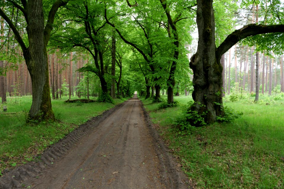 Avenue Mahlendorf Warthe 2021-05-29 03