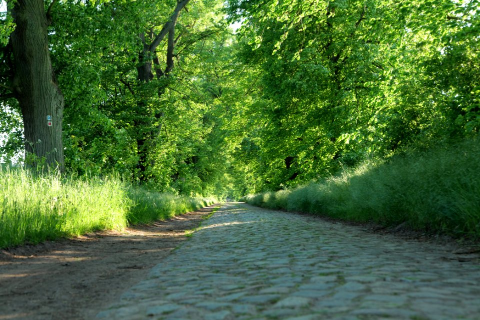 Avenue Ringenwalde 2021-05-29 04