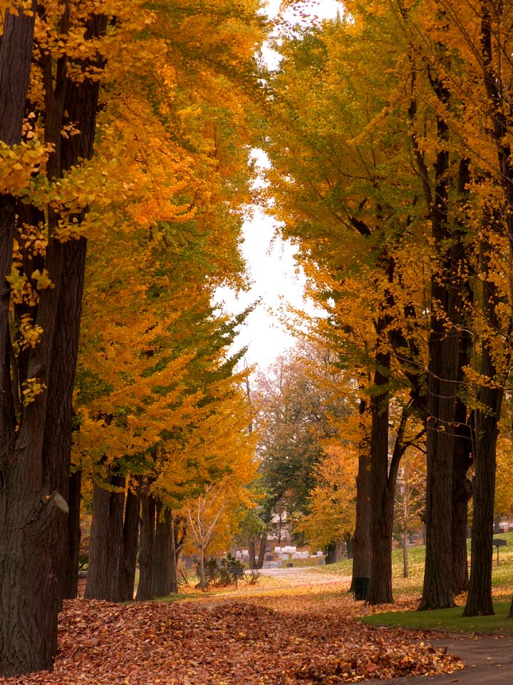 Avenue of Ginkgo biloba, Allegheny Cemetery, Pittsburgh, 02