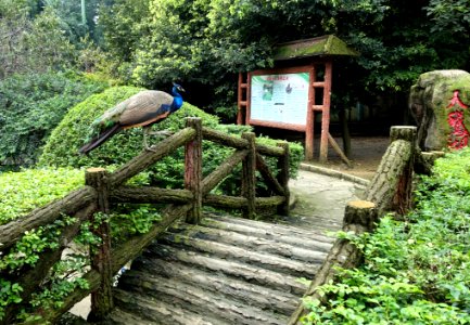 Aviary view - Tazishan Park - Chengdu, China - DSC03045