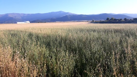 Avena