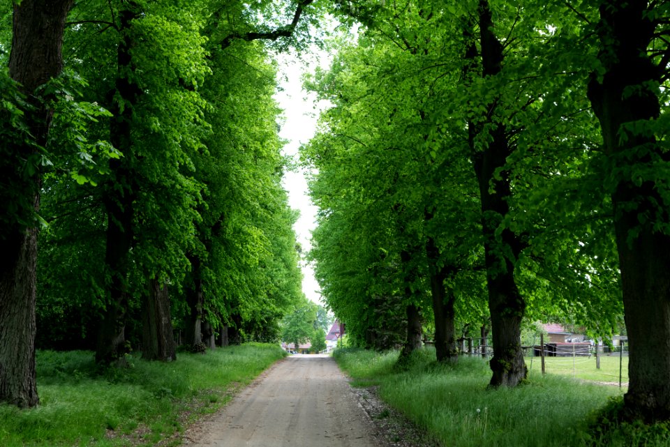 Avenue in Annenwalde 2021-05-29 13