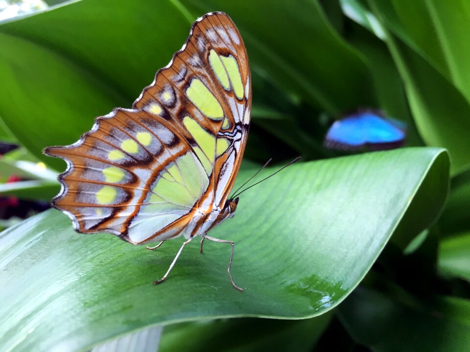 Nature wing wildlife photo