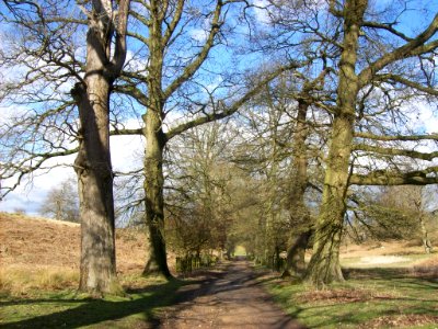 Avenue, Knole photo