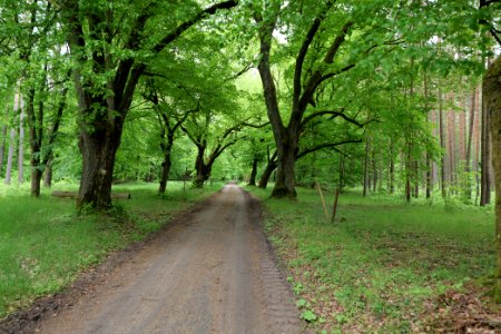 Avenue Mahlendorf Warthe 2021-05-29 17