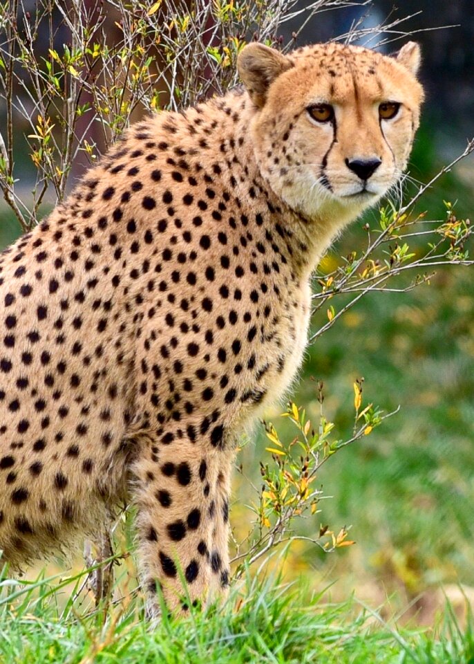 Feline zoo enclosure