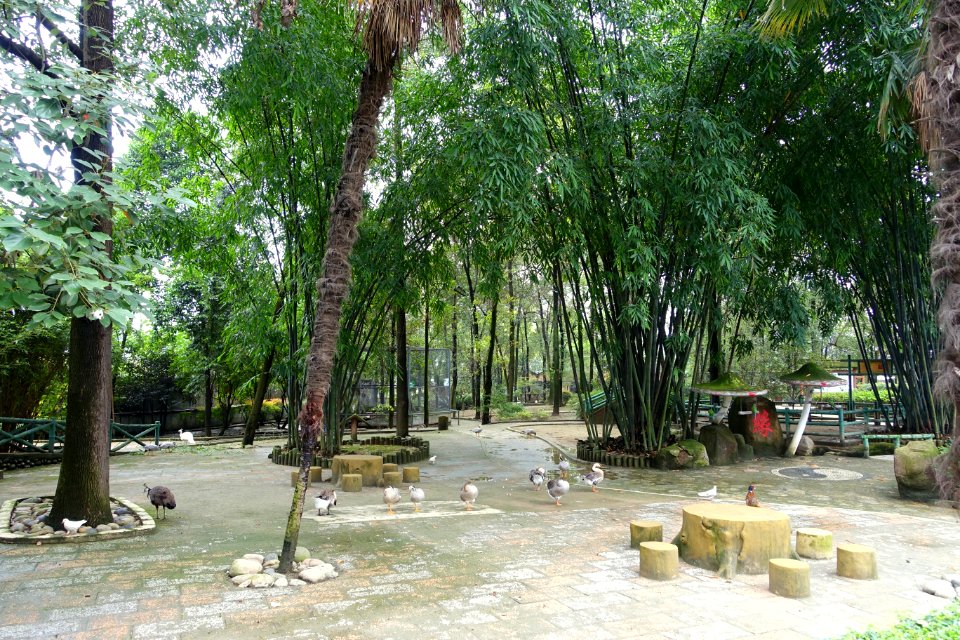 Aviary view - Tazishan Park - Chengdu, China - DSC03044