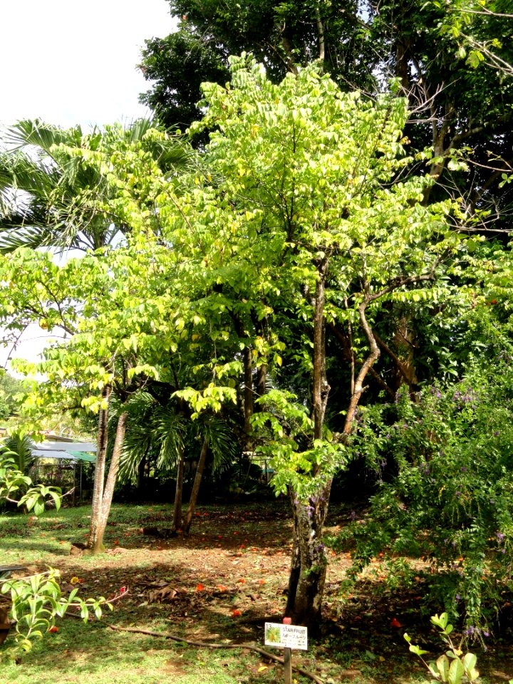 Averrhoa carambola - Sankyo Garden - DSC01201