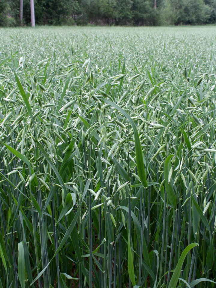 Avena sativa Oulu, Finland 05.07.2013