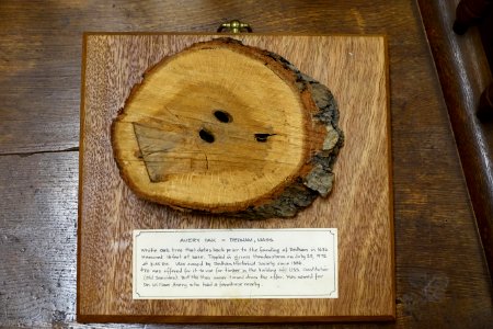 Avery Oak, white oak, prior to 1636 - Dedham Historical Society - Dedham Massachusetts - DSC04160