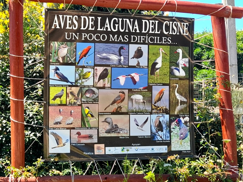 Aves de Laguna del Cisne, menos frecuentes