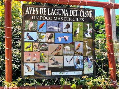 Aves de Laguna del Cisne, menos frecuentes