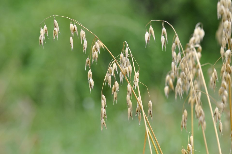 Avena-sativa-Ruedershausen