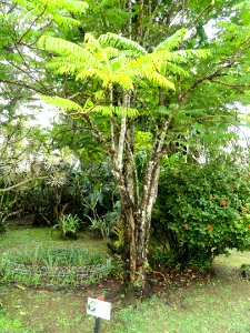 Averrhoa bilimbi - Sankyo Garden - DSC01252