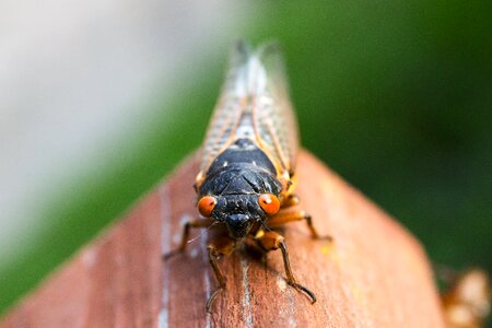 Insect macro outdoors photo