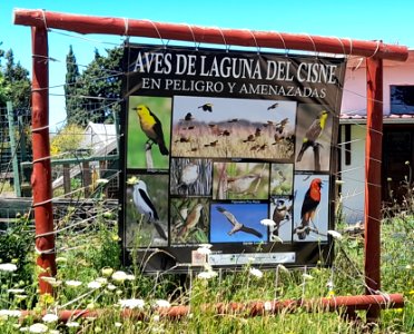 Aves de Laguna del Cisne, amenazadas