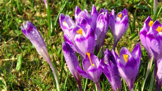 Nature saffron spring photo