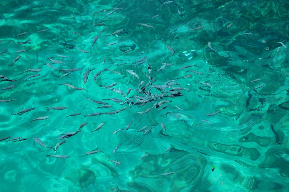 Fish marine animal