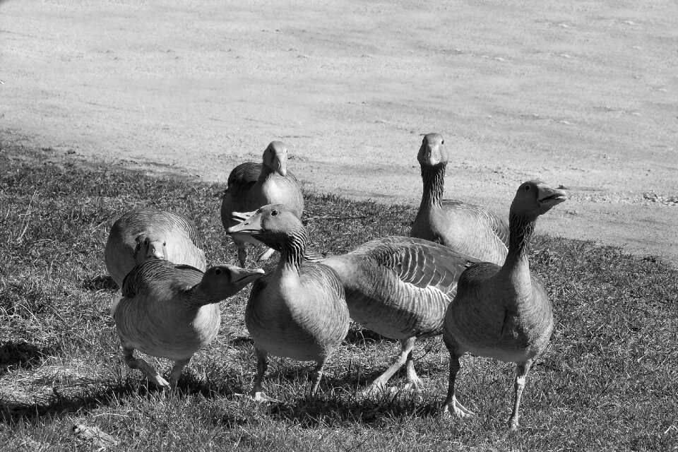 Migratory birds aggressive black and white