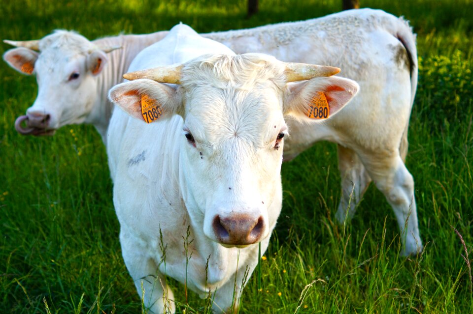 Agriculture field herd
