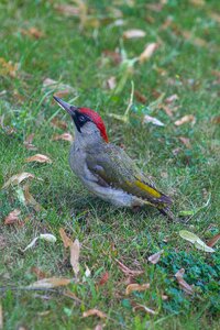 Woodpecker flying zorro bird