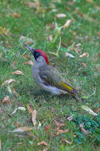 Woodpecker flying zorro bird photo