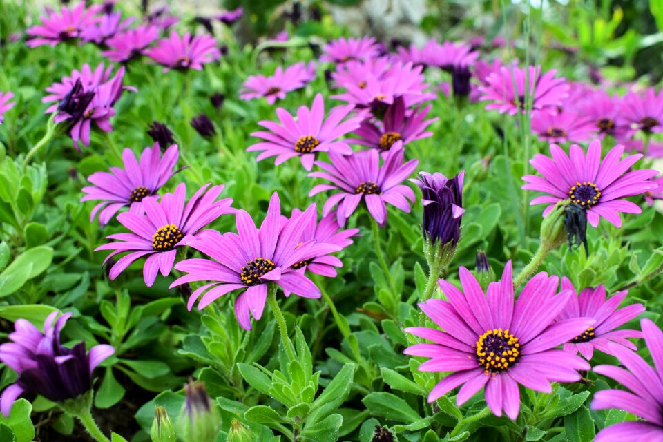 Springtime flower plant photo