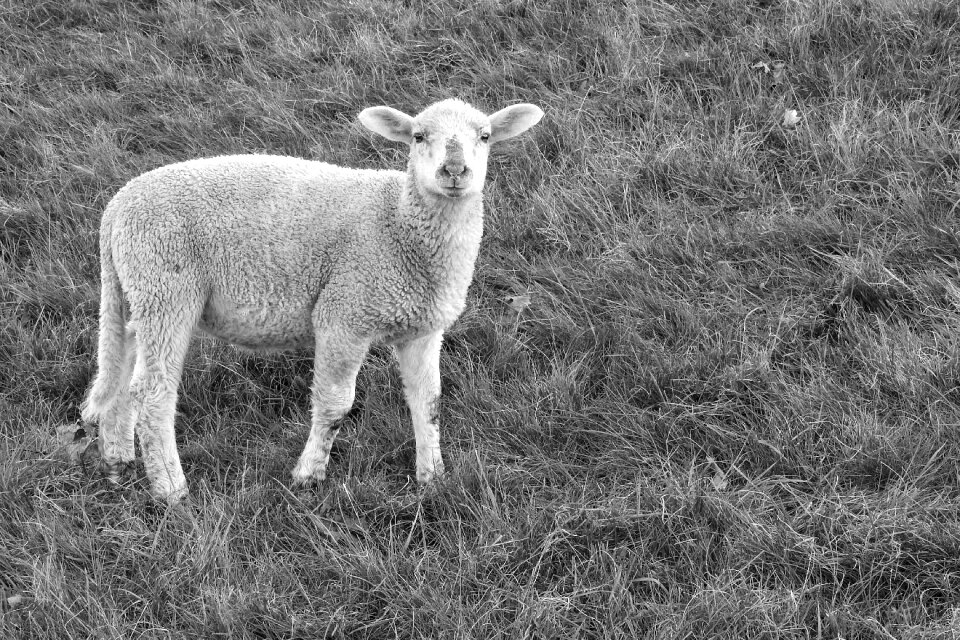 Wool spring young animal