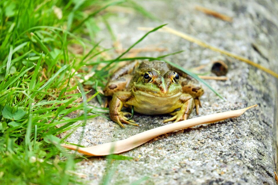 Animal green frog pond