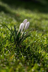 Spring flower blossom bloom