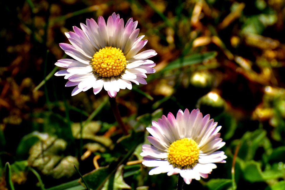 Pointed flower garden blossom
