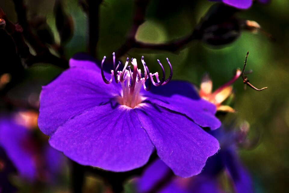 Garden flowers nature