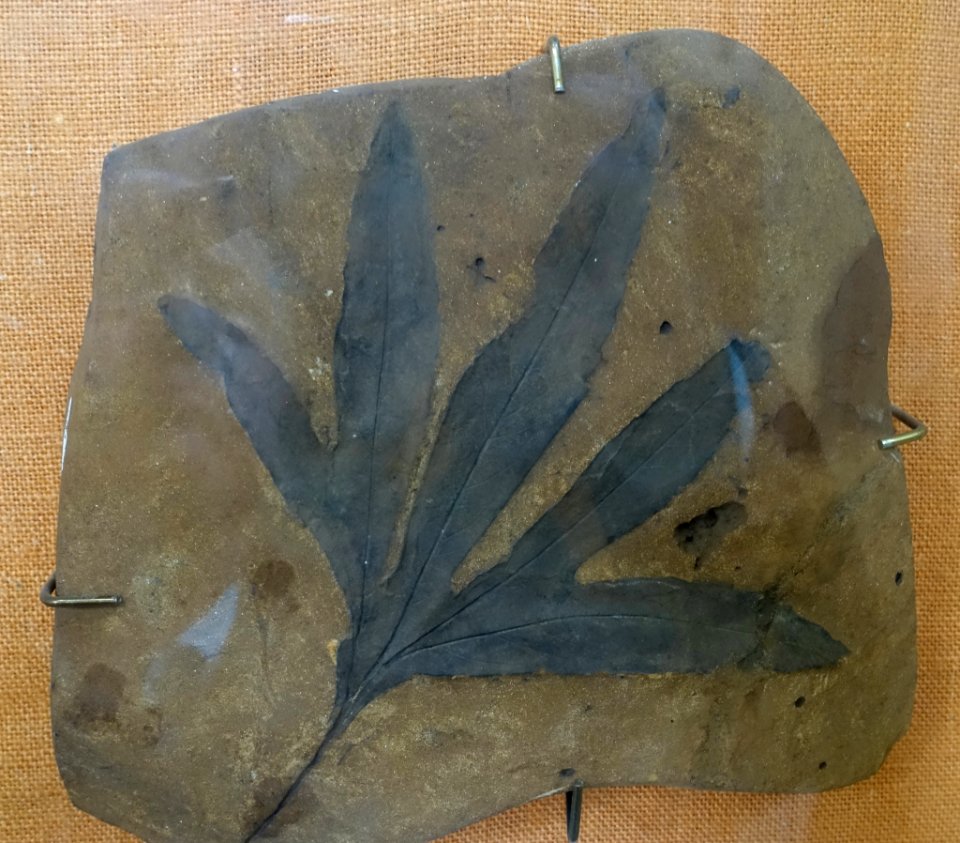 Aralia saportanea - Redpath Museum - McGill University - Montreal, Canada - DSC07831