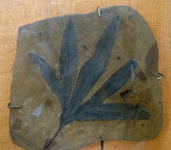 Aralia saportanea - Redpath Museum - McGill University - Montreal, Canada - DSC07831